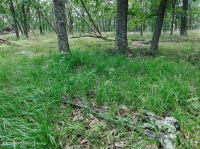 中央阿巴拉契亚山地橡树 - 山核桃林(酸性类型) – CEGL 008516 中央阿巴拉契亚山地橡树 - 山核桃林(酸性类型) – CEGL 008516