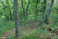 中央阿巴拉契亚山地橡树 - 山核桃林(酸性类型) – CEGL 008516 中央阿巴拉契亚山地橡树 - 山核桃林(酸性类型) – CEGL 008516