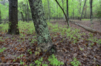 沿海平原混合橡树/石楠森林 – CEGL 006269 沿海平原混合橡树/石楠森林 – CEGL 006269