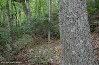 中央阿巴拉契亚 / 内皮埃蒙特栗橡树林 – CEGL 006299 中央阿巴拉契亚 / 内皮埃蒙特栗橡树林 – CEGL 006299