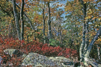 中央阿巴拉契亚 / 内皮埃蒙特栗橡树林 – CEGL 006299 中央阿巴拉契亚 / 内皮埃蒙特栗橡树林 – CEGL 006299