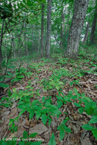 南阿巴拉契亚栗橡树林 – CEGL 006271 南阿巴拉契亚栗橡树林 – CEGL 006271