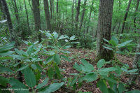 栗橡树 / 卡托巴杜鹃花林 – CEGL 008524 栗橡树 / 卡托巴杜鹃花林 – CEGL 008524