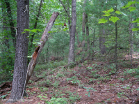 中央阿巴拉契亚/皮埃蒙特白松 - 橡树林 – CEGL 008539 中央阿巴拉契亚/皮埃蒙特白松 - 橡树林 – CEGL 008539