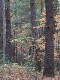 中央阿巴拉契亚/皮埃蒙特白松 - 橡树林 – CEGL 008539 中央阿巴拉契亚/皮埃蒙特白松 - 橡树林 – CEGL 008539