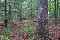 中央阿巴拉契亚/皮埃蒙特白松 - 橡树林 – CEGL 008539 中央阿巴拉契亚/皮埃蒙特白松 - 橡树林 – CEGL 008539