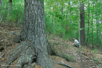 中央阿巴拉契亚/皮埃蒙特白松 - 橡树林 – CEGL 008539 中央阿巴拉契亚/皮埃蒙特白松 - 橡树林 – CEGL 008539