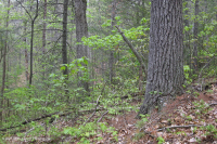 中央阿巴拉契亚/皮埃蒙特白松 - 橡树林 – CEGL 008539 中央阿巴拉契亚/皮埃蒙特白松 - 橡树林 – CEGL 008539