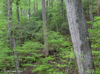 北部沿海平原 / 山麓橡树 - 山毛榉 / 石楠森林 – CEGL 006919 北部沿海平原 / 山麓橡树 - 山毛榉 / 石楠森林 – CEGL 006919