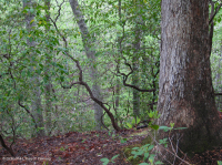 北部沿海平原 / 山麓橡树 - 山毛榉 / 石楠森林 – CEGL 006919 北部沿海平原 / 山麓橡树 - 山毛榉 / 石楠森林 – CEGL 006919