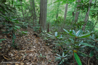 北部沿海平原 / 山麓橡树 - 山毛榉 / 石楠森林 – CEGL 006919 北部沿海平原 / 山麓橡树 - 山毛榉 / 石楠森林 – CEGL 006919