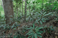 北部沿海平原 / 山麓橡树 - 山毛榉 / 石楠森林 – CEGL 006919 北部沿海平原 / 山麓橡树 - 山毛榉 / 石楠森林 – CEGL 006919