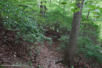 北部沿海平原 / 山麓橡树 - 山毛榉 / 石楠森林 – CEGL 006919 北部沿海平原 / 山麓橡树 - 山毛榉 / 石楠森林 – CEGL 006919