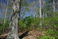 北部沿海平原 / 山麓橡树 - 山毛榉 / 石楠森林 – CEGL 006919 北部沿海平原 / 山麓橡树 - 山毛榉 / 石楠森林 – CEGL 006919