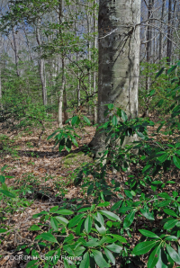 北部沿海平原 / 山麓橡树 - 山毛榉 / 石楠森林 – CEGL 006919 北部沿海平原 / 山麓橡树 - 山毛榉 / 石楠森林 – CEGL 006919