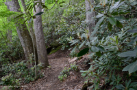 北部沿海平原 / 山麓橡树 - 山毛榉 / 石楠森林 – CEGL 006919 北部沿海平原 / 山麓橡树 - 山毛榉 / 石楠森林 – CEGL 006919