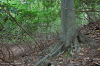 北部沿海平原 / 山麓橡树 - 山毛榉 / 石楠森林 – CEGL 006919 北部沿海平原 / 山麓橡树 - 山毛榉 / 石楠森林 – CEGL 006919