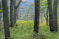 中央阿巴拉契亚松树 - 橡树 / 石楠林地 – CEGL 004996 中央阿巴拉契亚松树 - 橡树 / 石楠林地 – CEGL 004996