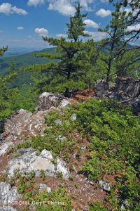 中央阿巴拉契亚松树 - 橡树 / 石楠林地 – CEGL 004996 中央阿巴拉契亚松树 - 橡树 / 石楠林地 – CEGL 004996