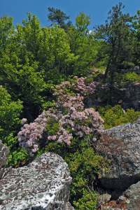 中央阿巴拉契亚松树 - 橡树 / 石楠林地 – CEGL 004996 中央阿巴拉契亚松树 - 橡树 / 石楠林地 – CEGL 004996