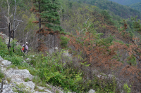 中央阿巴拉契亚松树 - 橡树 / 石楠林地 – CEGL 004996 中央阿巴拉契亚松树 - 橡树 / 石楠林地 – CEGL 004996