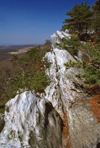 中央阿巴拉契亚松树 - 橡树 / 石楠林地 – CEGL 004996 中央阿巴拉契亚松树 - 橡树 / 石楠林地 – CEGL 004996