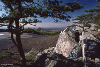 中央阿巴拉契亚松树 - 橡树 / 石楠林地 – CEGL 004996 中央阿巴拉契亚松树 - 橡树 / 石楠林地 – CEGL 004996