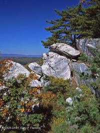 中央阿巴拉契亚松树 - 橡树 / 石楠林地 – CEGL 004996 中央阿巴拉契亚松树 - 橡树 / 石楠林地 – CEGL 004996