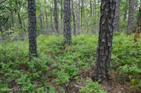 中央阿巴拉契亚松树 - 橡树 / 石楠林地 – CEGL 004996 中央阿巴拉契亚松树 - 橡树 / 石楠林地 – CEGL 004996