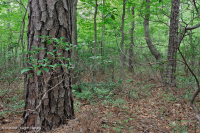 中央阿巴拉契亚松树 - 橡树 / 石楠林地 – CEGL 004996 中央阿巴拉契亚松树 - 橡树 / 石楠林地 – CEGL 004996