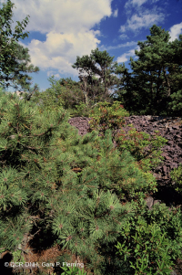 中央阿巴拉契亚松树 - 橡树 / 石楠林地 – CEGL 004996 中央阿巴拉契亚松树 - 橡树 / 石楠林地 – CEGL 004996