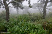 中央阿巴拉契亚松树 - 橡树 / 石楠林地 – CEGL 004996 中央阿巴拉契亚松树 - 橡树 / 石楠林地 – CEGL 004996