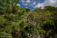 中央阿巴拉契亚松树 - 橡树 / 石楠林地 – CEGL 004996 中央阿巴拉契亚松树 - 橡树 / 石楠林地 – CEGL 004996