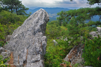 中央阿巴拉契亚松树 - 橡树 / 石楠林地 – CEGL 004996 中央阿巴拉契亚松树 - 橡树 / 石楠林地 – CEGL 004996