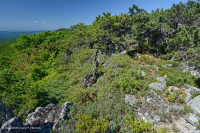 中央阿巴拉契亚松树 - 橡树 / 石楠林地 - CEGL 004996 中央阿巴拉契亚松树 - 橡树 / 石楠林地 - CEGL 004996