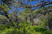 中央阿巴拉契亚松树 - 橡树 / 石楠林地 - CEGL 004996 中央阿巴拉契亚松树 - 橡树 / 石楠林地 - CEGL 004996