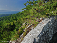 中央阿巴拉契亚松树 - 橡树 / 石楠林地 – CEGL 004996 中央阿巴拉契亚松树 - 橡树 / 石楠林地 – CEGL 004996