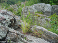 波托马克峡谷河畔露头荒地 – CEGL 006491 波托马克峡谷河畔露头荒地 – CEGL 006491