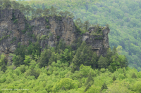 坎伯兰山脉耐旱砂岩悬崖 - CEGL 004392 坎伯兰山脉耐旱砂岩悬崖 - CEGL 004392