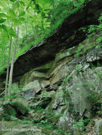 坎伯兰山脉耐旱砂岩悬崖 – CEGL 004392 坎伯兰山脉耐旱砂岩悬崖 – CEGL 004392