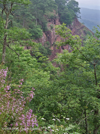 南阿巴拉契亚中生石灰质悬崖 – CEGL 008435 南阿巴拉契亚中生石灰质悬崖 – CEGL 008435