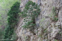 北部白雪松悬崖林地 – CEGL 002596 北部白雪松悬崖林地 – CEGL 002596