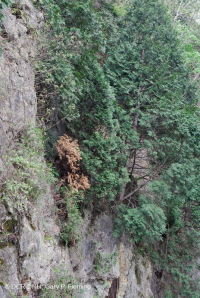 北部白雪松悬崖林地 – CEGL 002596 北部白雪松悬崖林地 – CEGL 002596