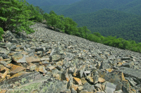 阿巴拉契亚中部低海拔酸性非血管悬崖 / 巨石场 – CEGL 004142 阿巴拉契亚中部低海拔酸性非血管悬崖 / 巨石场 – CEGL 004142