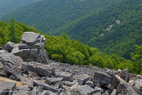 阿巴拉契亚中部低海拔酸性非血管悬崖 / 巨石场 – CEGL 004142 阿巴拉契亚中部低海拔酸性非血管悬崖 / 巨石场 – CEGL 004142