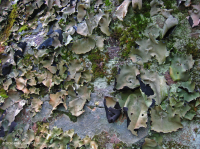 山地/山麓中生代非血管悬崖 – CEGL 004387 山地/山麓中生代非血管悬崖 – CEGL 004387