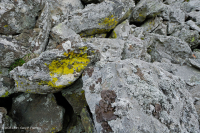 中央阿巴拉契亚镁铁质非血管悬崖 / 巨石场 – CEGL 004143 中央阿巴拉契亚镁铁质非血管悬崖 / 巨石场 – CEGL 004143