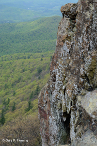 中央阿巴拉契亚镁铁质非血管悬崖 / 巨石场 – CEGL 004143 中央阿巴拉契亚镁铁质非血管悬崖 / 巨石场 – CEGL 004143