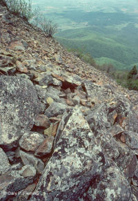 中央阿巴拉契亚镁铁质非血管悬崖 / 巨石场 – CEGL 004143 中央阿巴拉契亚镁铁质非血管悬崖 / 巨石场 – CEGL 004143