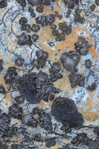 中阿巴拉契亚高海拔酸性非血管巨砾区 – CEGL 004389 中阿巴拉契亚高海拔酸性非血管巨砾区 – CEGL 004389